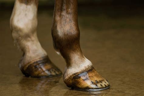 Hoof Care Inside And Out