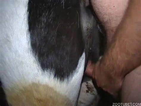 Man Fingers And Fucks His Cow Zoo Tube 1