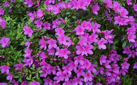 Azlea Indica Purple Formosa 25 Quart Perennial Perennial Plants