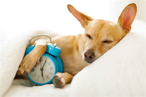 3500 Dog Wake Up Stock Photos Pictures And Royalty Free Images Istock