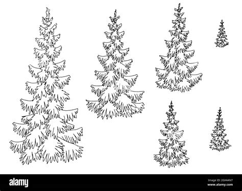 Fir Tree Set Spruce Graphic Black White Isolated Sketch Illustration