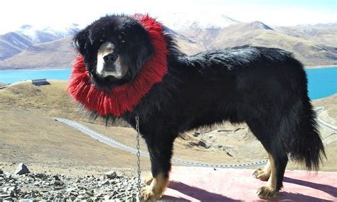 Interesting Facts About Tibetan Mastiff Disk Trend Magazine Ancient