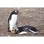 My Bird Blog Gentoo Penguin