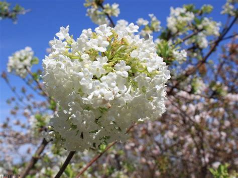 People sigh and say oh, those trees are so pretty.. White Fragrant Viburnum - Viburnum farreri 'Album' - North ...