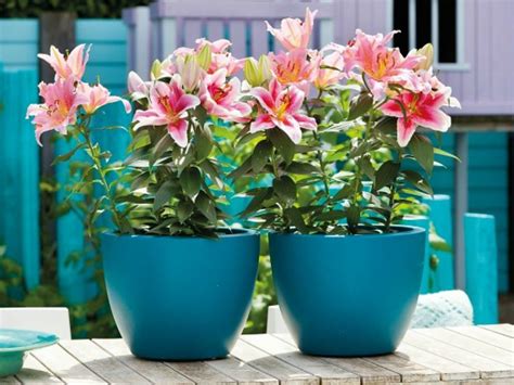 Tips For Planting Lilies In Containers World Of Flowering Plants