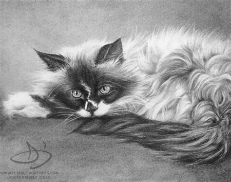 Cat Portraits Pet Drawing And Painting Portraits Daniele Jones
