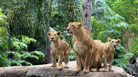 Three Brown Lionesses Lion Jungle Animals Hd Wallpaper Wallpaper Flare