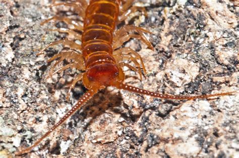 Bugs Of Mackie Stone Centipede Lithobiomorpha