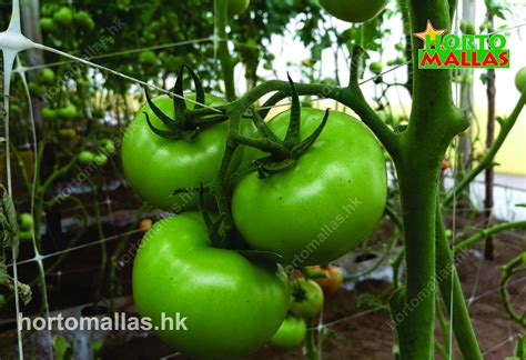 Hortomallas Tomato Vegetable Greenhouse Mesh Hortomallas™ Supporting