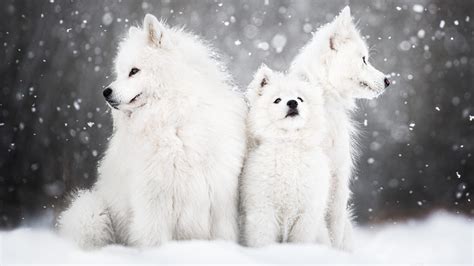 Dogs In Snow Wallpaper