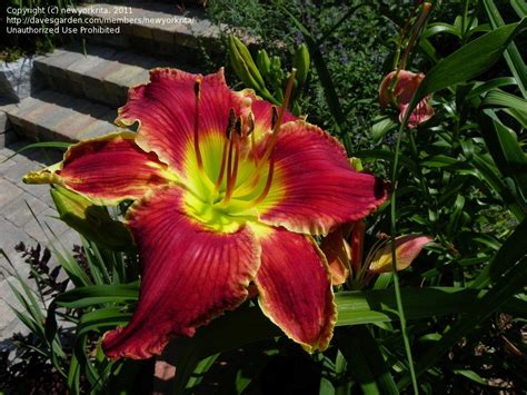 Daylilies June In My Garden 1 By Newyorkrita