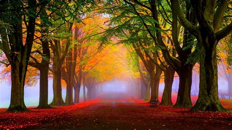 Autumn Landscape Park Trees Red And Yellow Leaves Fog Road Nature