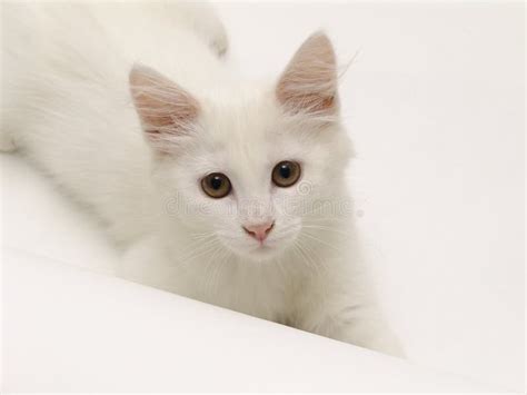 Kitten Free Stock Photos And Pictures Kitten Royalty Free And Public