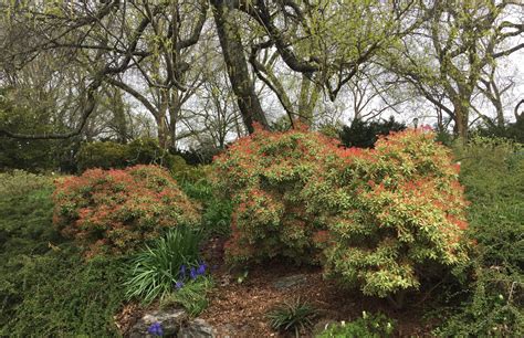 Pieris Japonica ‘little Heath Japanese Pieris Fort Tryon Park Trust