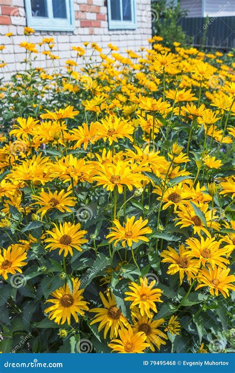 Sunflower Tuber Lat Helianthus Tuberosus Flowering Plant Stock Photo