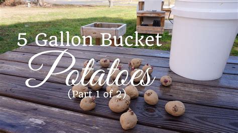 How To Grow Potatoes In A 5 Gallon Bucket Part 1 Of 2 Youtube