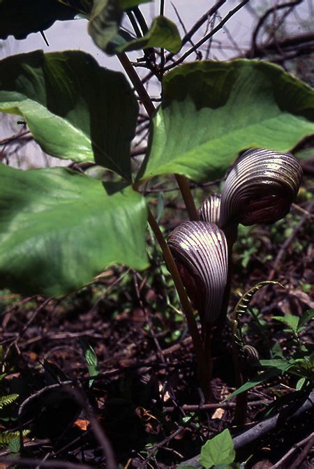 A rare and unusual tuberous herbaceous perennial native to woodlands in southwest china. Arisaema franchetianum