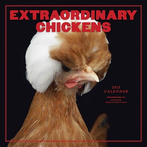 An Extraordinary Chicken Wall Calendar Review Wall Calendar Chickens Calendar