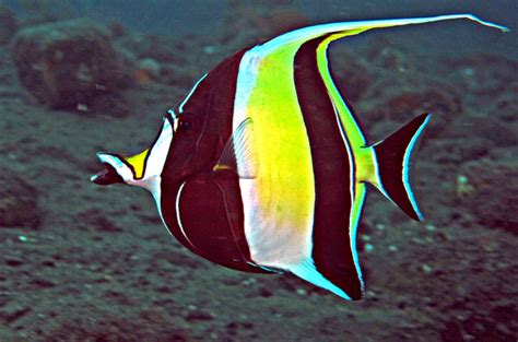 Moorish Idol Fish Information Food And Best Tips To Take Care