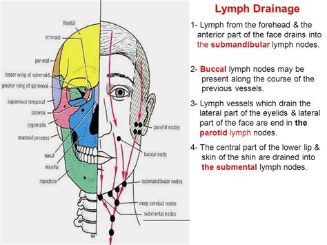 Lymphatic Drainage Of The Head And Neck Teachmeanatomy