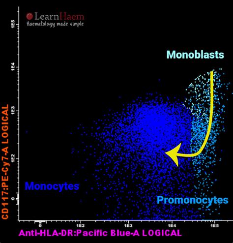 Promonocyte