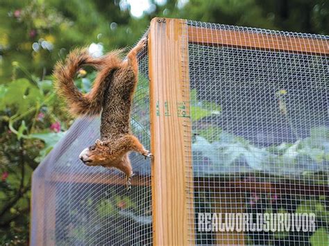 Cages Diy Tomato Proof Squirrel Survival Gardening Squirrel Proof