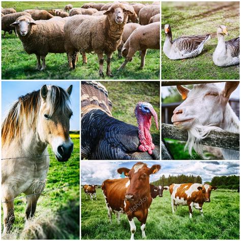 Fotos De Collage Agrícola Con Varios Animales De Granja Imagen De