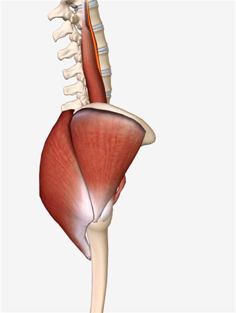 This png image was uploaded on april 19, 2021, 10:52 pm by user: Glutes Diagram - Gluteus Maximus Diagram Best Fusebox And ...