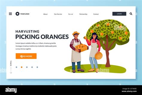 Picking Orange Tree Stock Vector Images Alamy