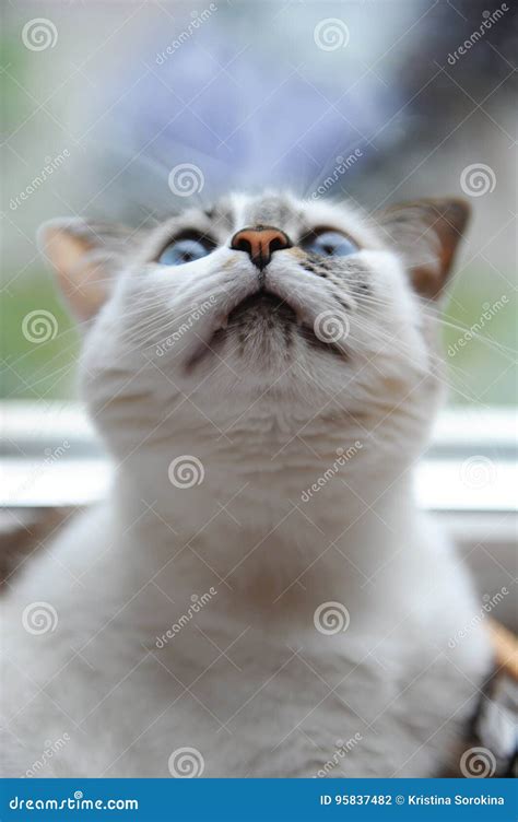 Funny Large Portrait Of A White Cute Fluffy Blue Eyed Cat Window In