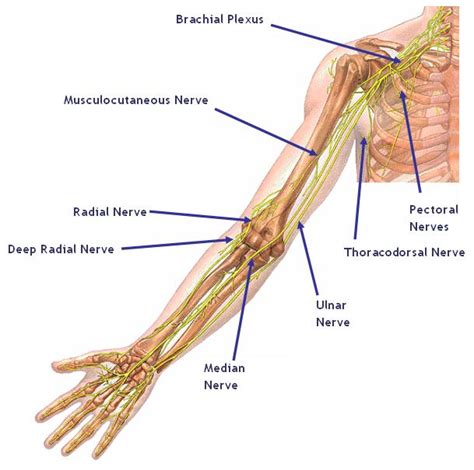 The Brachial Plexus