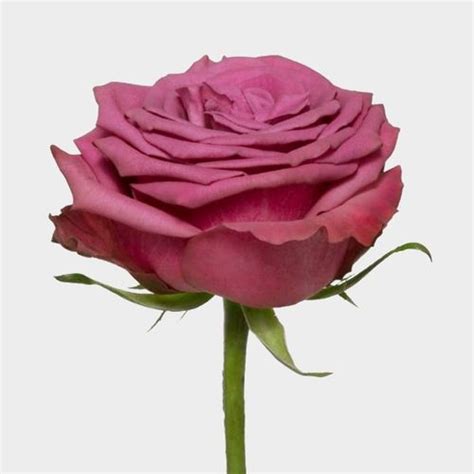 Rose Blueberry 40cm Wholesale Blooms By The Box