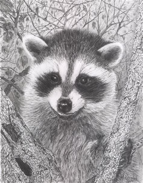 How To Draw A Realistic Raccoon