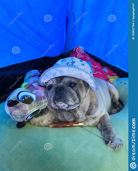 Portrait Pug Fat Dog Cute Old Sleeping In A Tent Relaxation