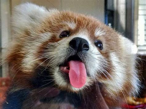 Cute Overload Syracuse Zoos Red Panda Cub Caught Licking