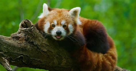 10 Incredible Red Panda Facts Wiki Point