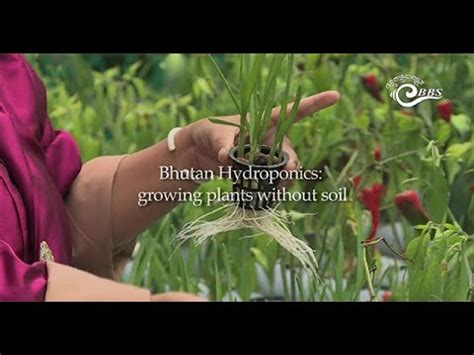Bhutan Hydroponics Growing Plants Without Soil Youtube