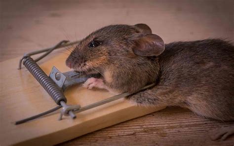 Missing Mousetraps Unsettling Stories