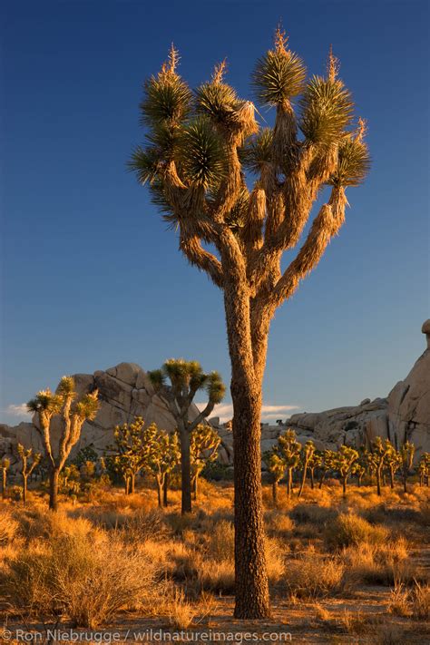 112 miles from west palm beach. Joshua Tree National Park | near Palm Springs, California ...
