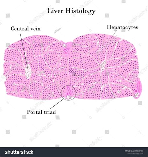 Liver Histology Liver Structure Showing Portal ภาพประกอบสต็อก
