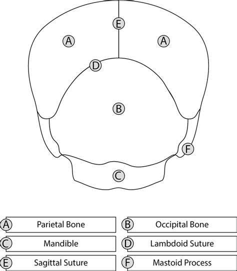 Posterior View Anatomy