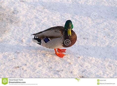 Duck On The Snow Stock Photo Image Of Game Nature Bird 35541400