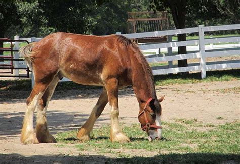 Clydesdale Horse Breed Information And Facts