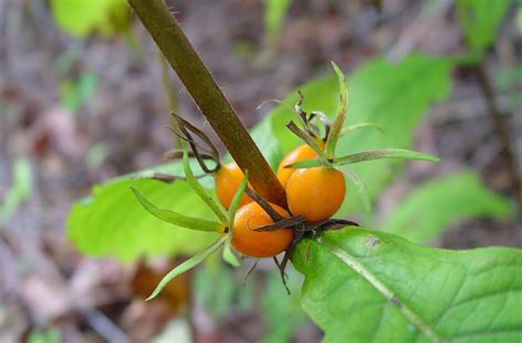 Triosteum Aurantiacum Orange Fruited Horse Gentian Go Botany