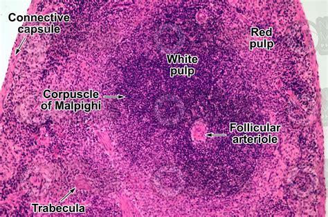 Mammal Spleen Transverse Section 125x Mammals Mammals