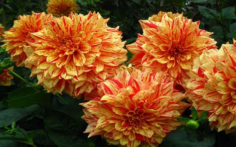 Download Orange Color Flower Nature Dahlia Hd Wallpaper