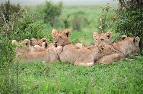 Pride Of Lions In Kenya Image Free Stock Photo Public Domain Photo