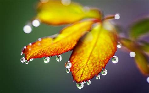 Macro Water Drops On The Autumn Leaves Hd Wallpaper