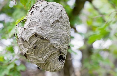 European hornets massive nest infestation in house wasp hornets asmr. How To Get Rid of Wasps - Kill & Prevent Hornets - Raid®