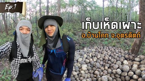 ลาวจับ 7 คนไทยเก็บเห็ดอ้างล้ำเขตแดน ล่าสุด จนท.ไทยประสานรับตัวกลับประเทศแล้ว Local Guides Diary | EP.1 บุกป่าเก็บเห็ดเผาะ ณ อำเภอบ้าน ...